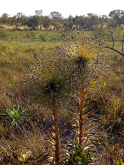Paepalanthus