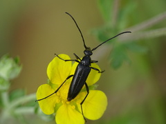 Stenurella nigra