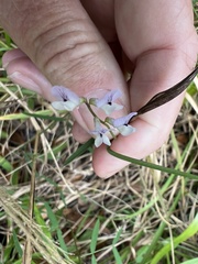 Vicia acutifolia