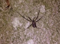 Dicranopalpus larvatus