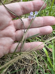 Vicia acutifolia