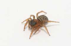 Euophrys frontalis
