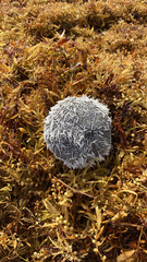 Tripneustes ventricosus