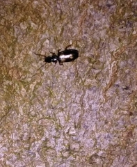 Dromius quadrimaculatus