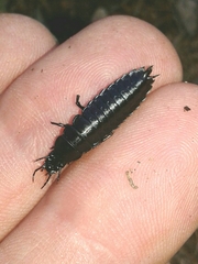 Carabus