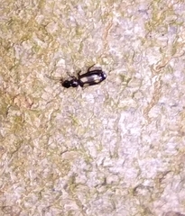 Dromius quadrimaculatus