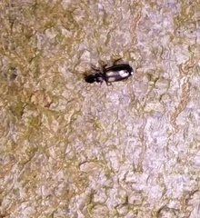 Dromius quadrimaculatus