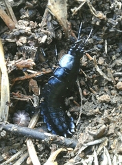 Carabus