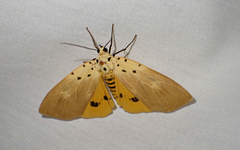 Asota iodamia