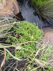 Crassula dependens