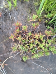Crassula dependens