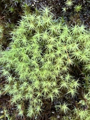 Bartramia pomiformis