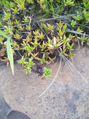 Crassula dependens