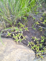 Crassula dependens
