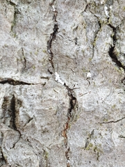 Cryptococcus fagisuga