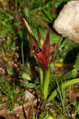 Bilamellaria