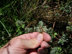 Pimelea barbata barbata