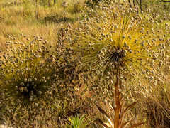 Paepalanthus