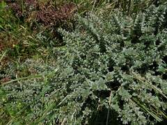 Pimelea barbata barbata