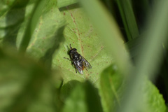 Asemosyrphus mexicanus