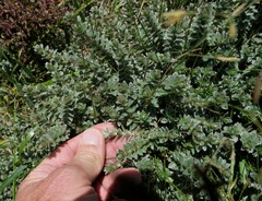 Pimelea barbata barbata