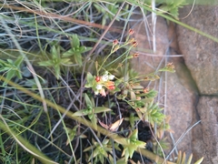 Crassula dependens