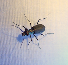 Myriochila semicincta