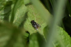 Asemosyrphus mexicanus