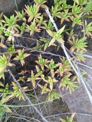 Crassula dependens