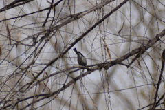 Polioptila