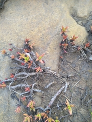 Crassula dependens