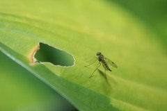 Chrysopilus asiliformis