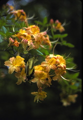 Rhododendron calendulaceum