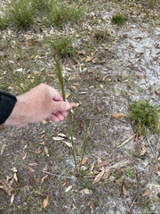 Aristida spiciformis