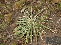 Cirsium hookerianum