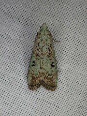 Heteromicta tripartitella