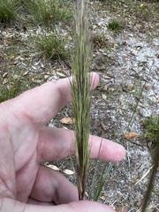 Aristida spiciformis