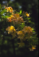 Rhododendron calendulaceum