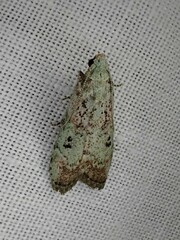 Heteromicta tripartitella