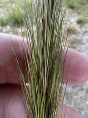 Aristida spiciformis