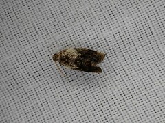 Acroceuthes metaxanthana