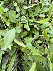 Ludwigia repens