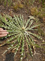 Cirsium hookerianum