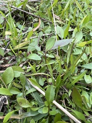Ludwigia repens