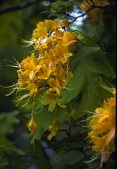 Rhododendron calendulaceum