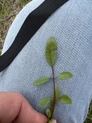 Ludwigia repens