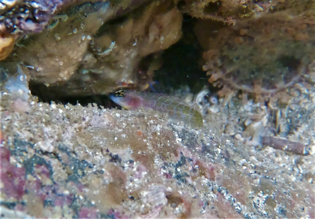 Phallic blenny (Starksia spinipenis) — Labrisomidae