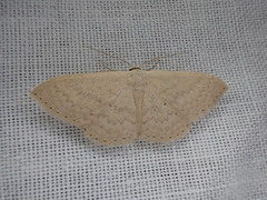 Scopula optivata