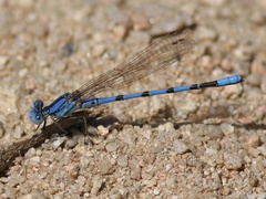 Argia nahuana