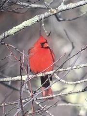 Cardinalis cardinalis cardinalis